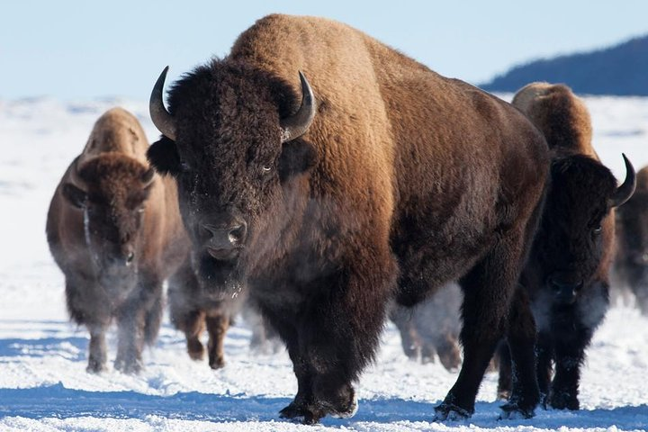 Bison in Grand Teton National Park. 